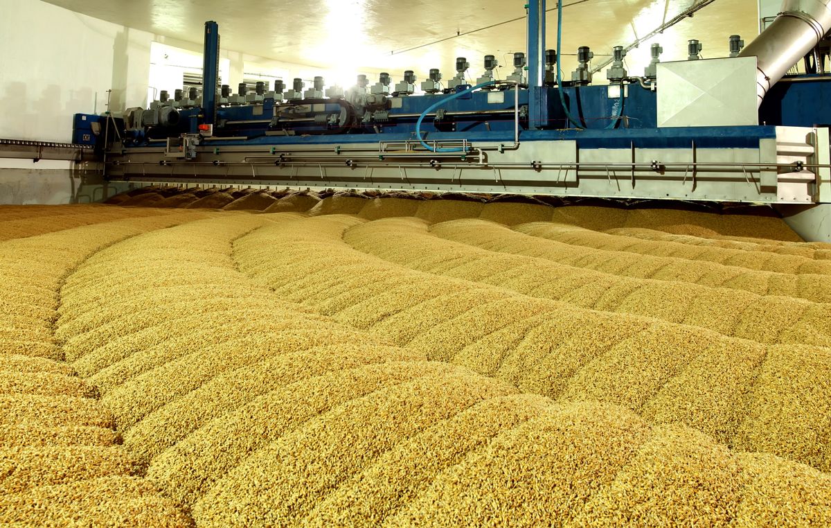 Bulk grain moving through a processing line
