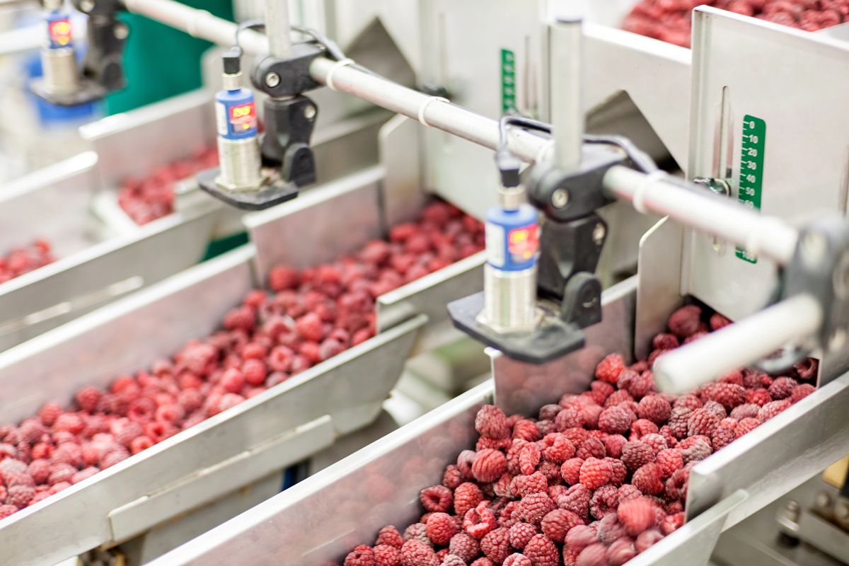 Fruit moving through a sorting line in a packing plant
